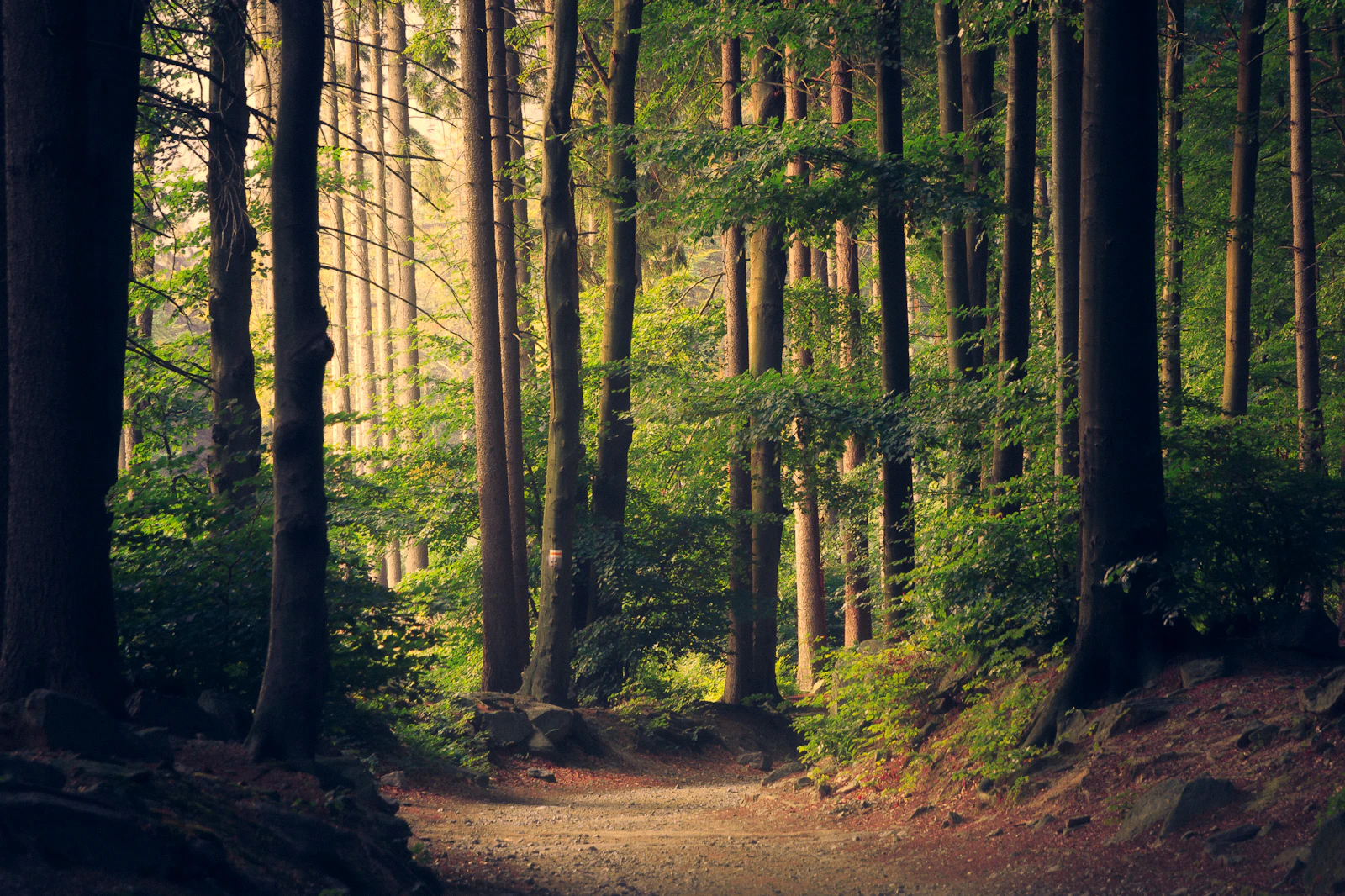 Chemin de forêt bordé d'arbres