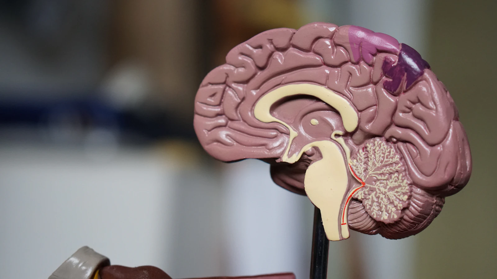 Activité cognitive et santé du cerveau